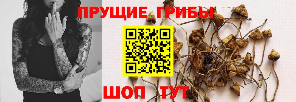 Псилоцибиновые грибы MAGIC MUSHROOMS  Вход с VPN  что такое   Лыткарино 